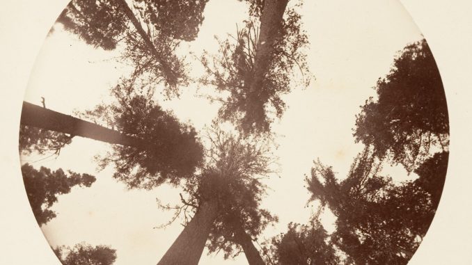 Carleton E. Watkins, "Looking up Among the Sugar Pines - Calaveras Grover," photograph, ca. 1878, Gilman Collection, Gift of the Howard Gilman Foundation, 2005, The Metropolitan Museum of Art.