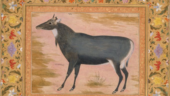 Mansur, "Study of a Nilgai (Blue Bull)," Folio from the Shah Jahan Album, album leaf, ca. 1550, Purchase, Rogers Fund and The Kevorkian Foundation Gift, 1955, The Metropolitan Museum of Art.